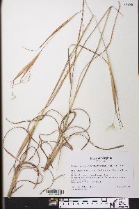 Andropogon gyrans var. stenophyllus image