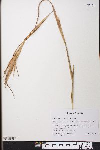 Andropogon gyrans image