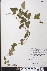 Dioscorea polystachya image