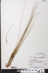 Juncus coriaceus image