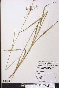 Scirpus georgianus image