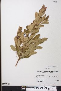 Gaylussacia frondosa image
