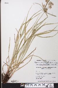 Cyperus lancastriensis image