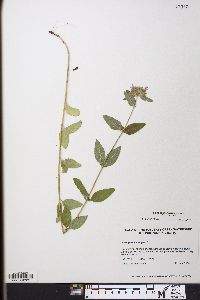 Clinopodium vulgare image