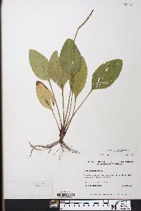 Plantago rugelii image