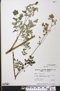 Thalictrum pubescens image