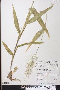 Dichanthelium polyanthes image