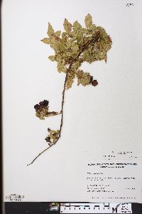 Rubus argutus image