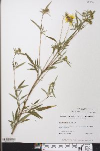 Bidens aristosa image