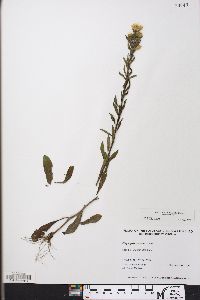 Chrysopsis mariana image