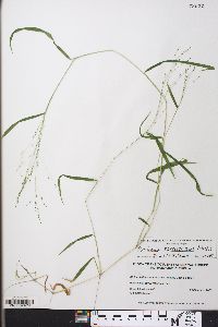 Kellochloa verrucosa image