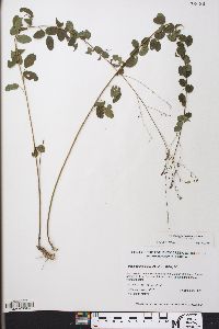 Desmodium ciliare image