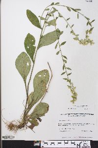 Solidago erecta image