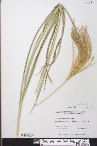 Miscanthus sinensis image