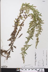 Artemisia vulgaris image