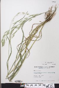 Bromus racemosus image