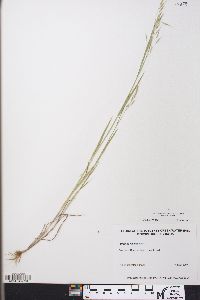 Bromus racemosus image