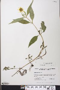 Bidens laevis image