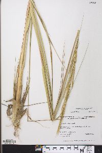 Spartina alterniflora image