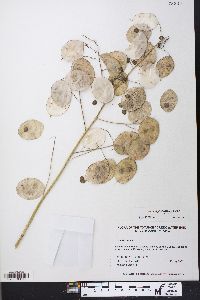 Lunaria annua image