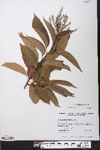 Oxydendrum arboreum image