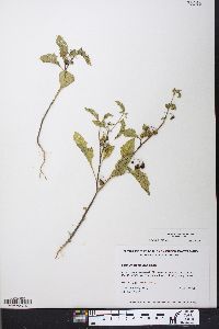 Solanum ptychanthum image