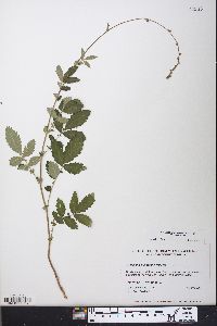 Agrimonia pubescens image