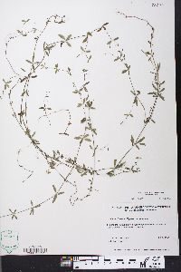 Galium obtusum var. obtusum image