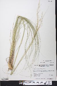 Eragrostis curvula image