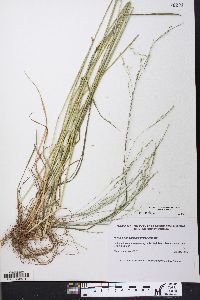 Festuca subverticillata image