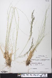 Eragrostis curvula image