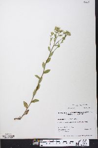 Sericocarpus asteroides image