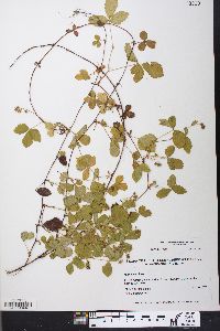 Rubus hispidus image