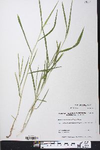 Microstegium vimineum image