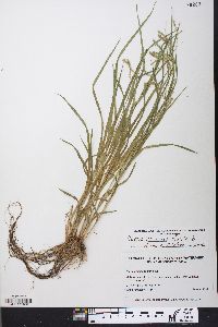 Carex prasina image