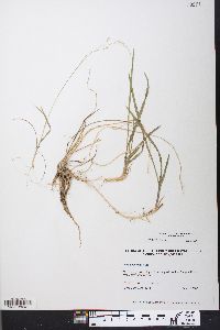 Poa cuspidata image