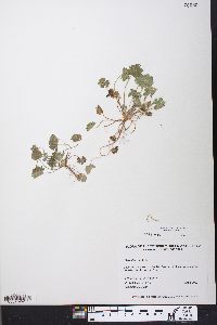 Geranium molle image
