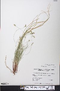 Carex albicans var. emmonsii image
