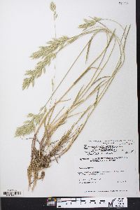 Bromus hordeaceus image