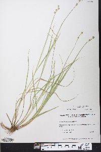 Carex albolutescens image