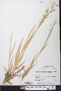 Avena sativa image