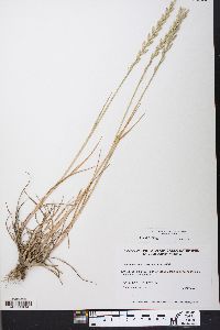 Lolium perenne subsp. multiflorum image