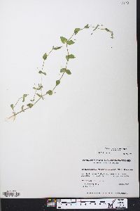 Lindernia dubia var. anagallidea image