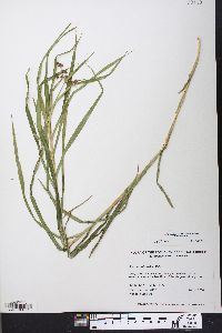 Scirpus polyphyllus image