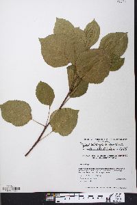 Pyrus calleryana image