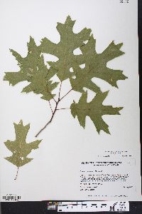 Quercus coccinea image