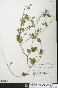 Galactia volubilis image