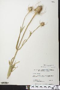 Dipsacus fullonum image