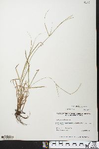 Kyllinga gracillima image