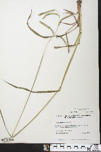 Paspalum dilatatum image